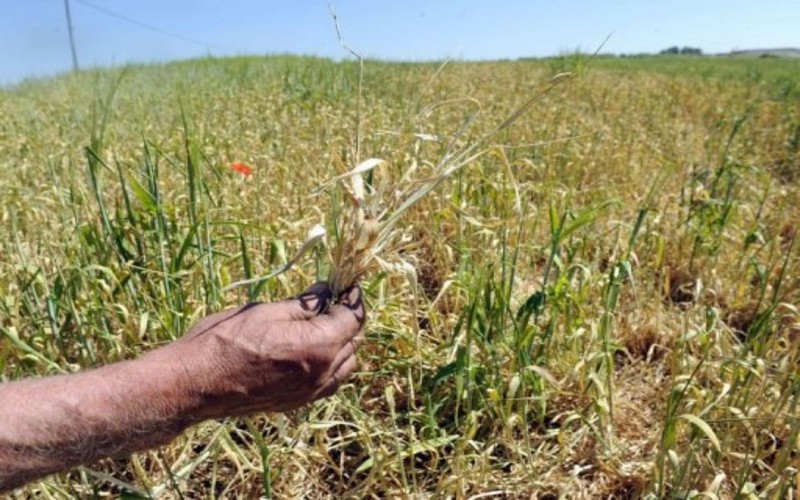 L’agriculture africaine subit de plein fouet les répercussions du changement climatique