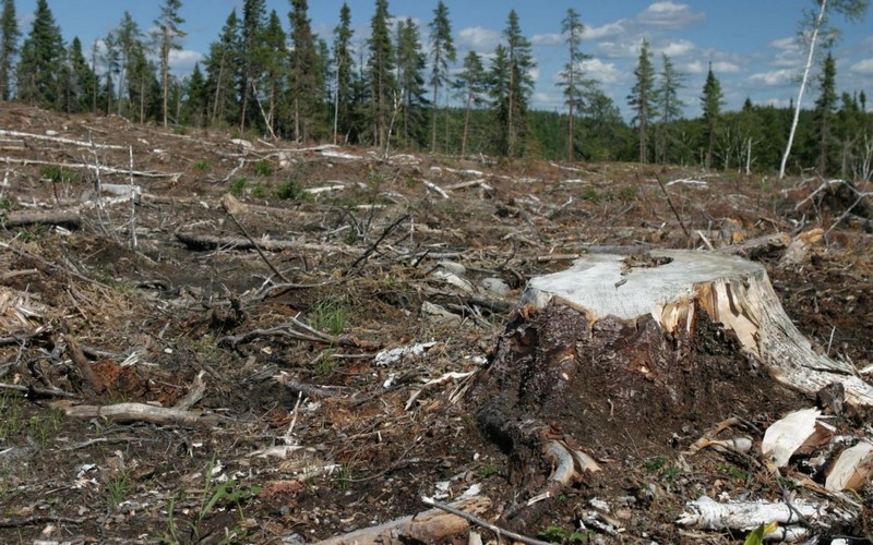 L’équivalent d’un terrain de football de forêt perdu toutes les 6 secondes en 2019, selon World Resources Institute