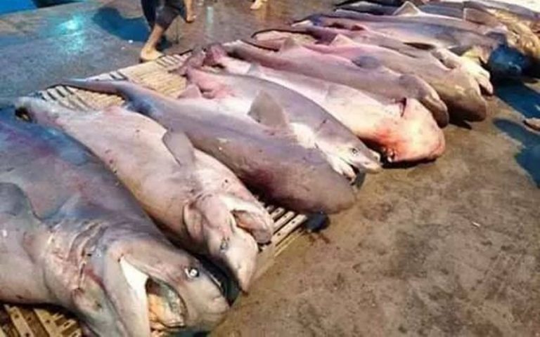 Maroc : Le WWF appelle les pays méditerranéens à lutter effectivement contre la pêche illégale des requins et des raies