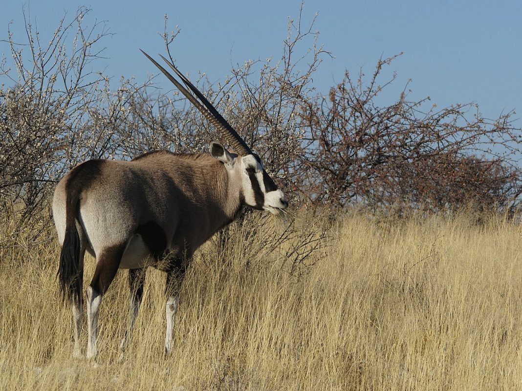 Oryx Algazelle