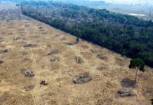 Préservation de la forêt amazonienne : Jair Bolsonaro sous pression