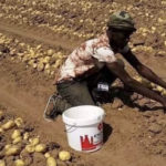Quid de la certification bio en Afrique ?