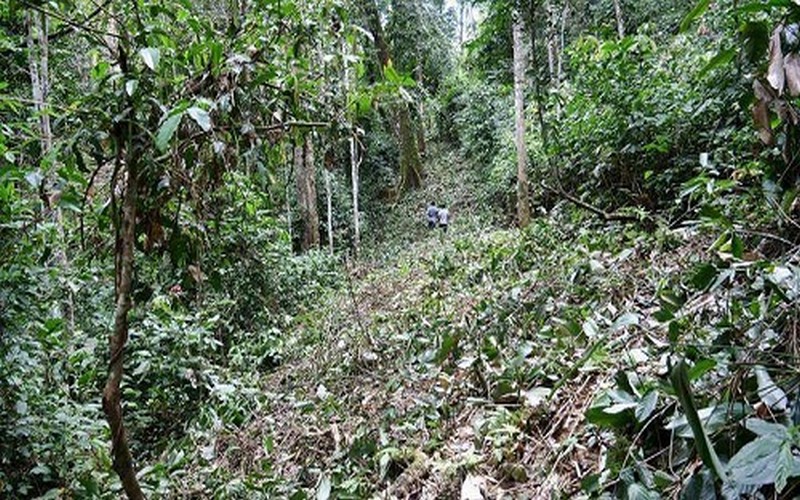 Alerte – Gabon : la forêt communautaire bientôt aux mains des « malfrats » ?