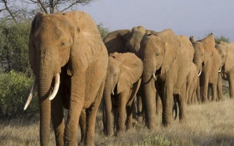 Bassin du Congo : un braconnier d’éléphants condamné à 30 ans de prison au Congo Brazzaville