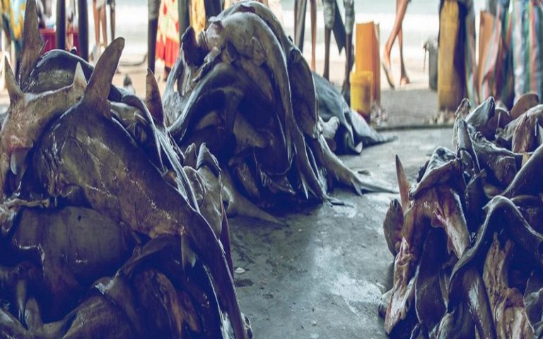 Commerce artisanal du requin en République du Congo