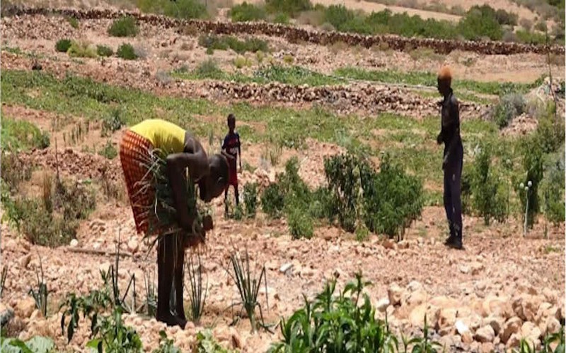 Djibouti : la BAD renforce la résilience des populations rurales face à la sécheresse et aux changements climatiques