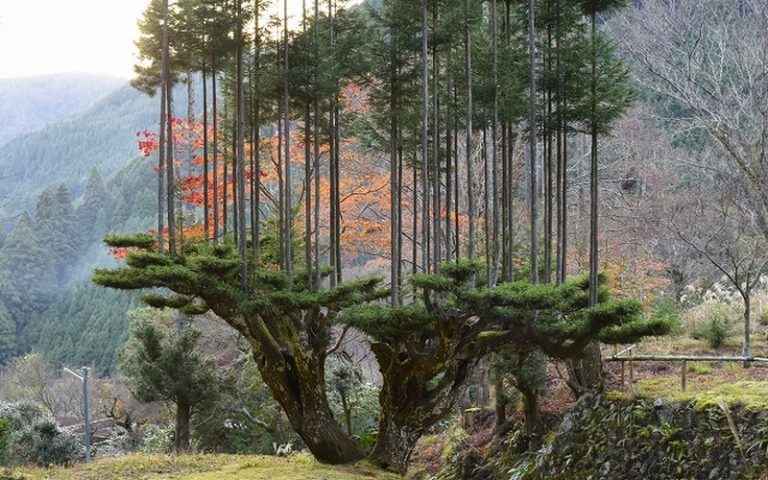 Du bois sans couper l&rsquo;arbre, une technique japonaise depuis le 13ème siècle