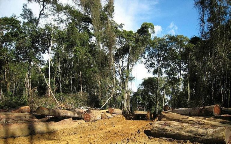 Exploitation d’une forêt vierge au Cameroun : le gouvernement fait marche arrière