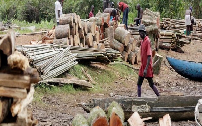 Exploitation illégale du bois au Sénégal : difficile de quantifier les superficies dévastées, selon le Dr Moussa Mamadou Baldé