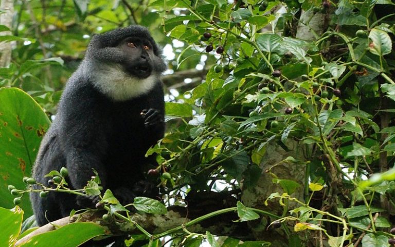 Greenpeace Afrique et Rainforest Rescue : Déclaration commune suite à la suspension des plans d’exploitation de la forêt d’Ebo
