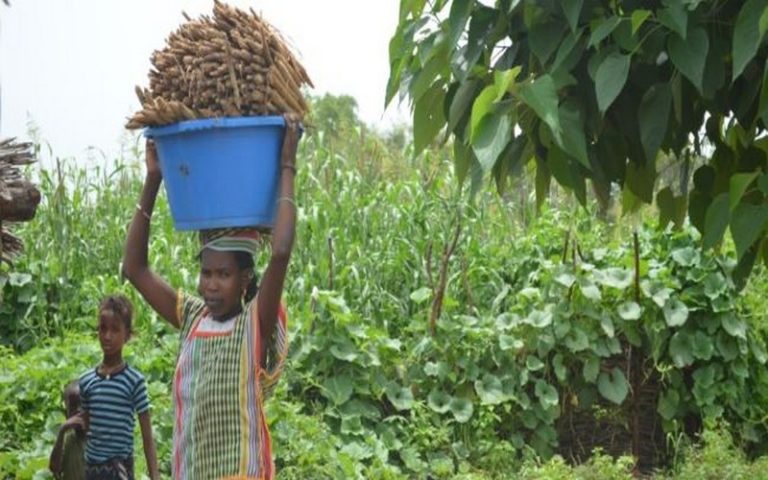 L’IPAR initie une étude sur les effets du Covid-19 sur les ménages agricoles et ruraux du Sénégal