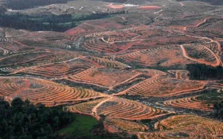 « La déforestation n’est pas une fatalité, mais un choix politique »