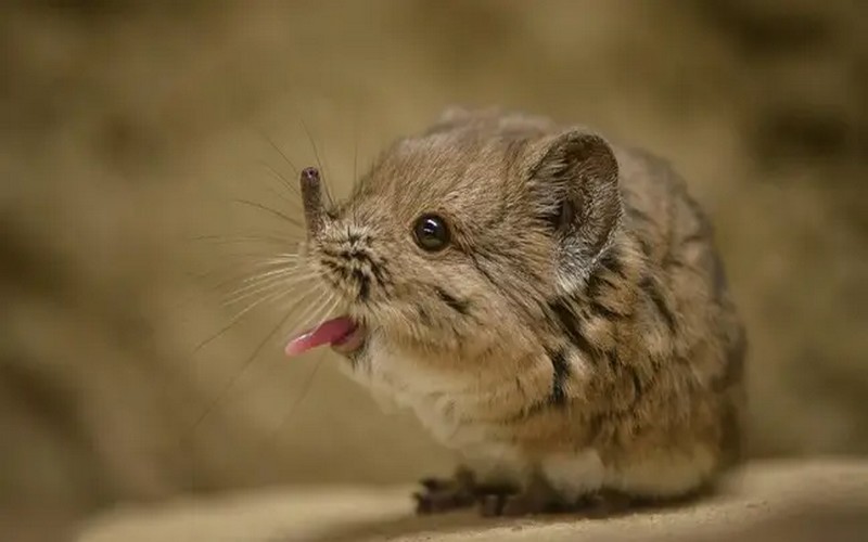 La musaraigne-éléphant de Somalie, disparue depuis cinquante ans, refait surface