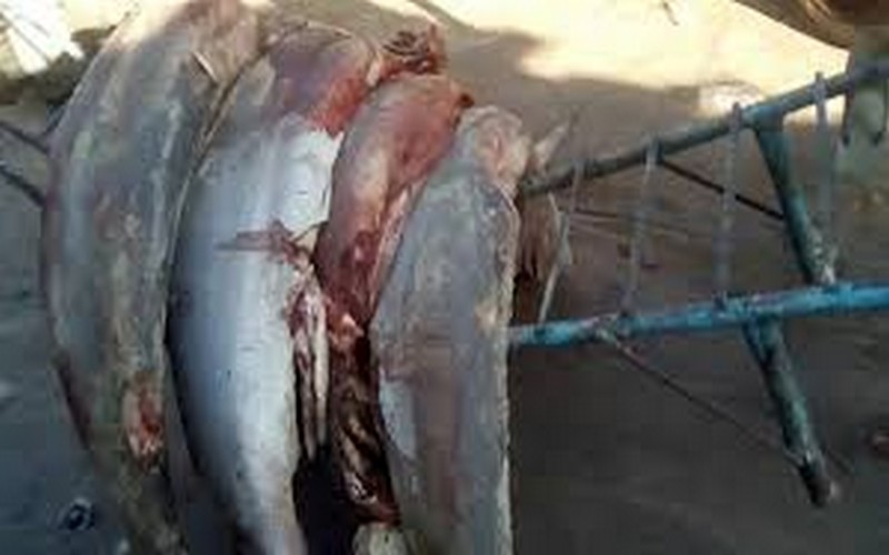 La surpêche au Congo menace les requins en voie de disparition, selon un rapport