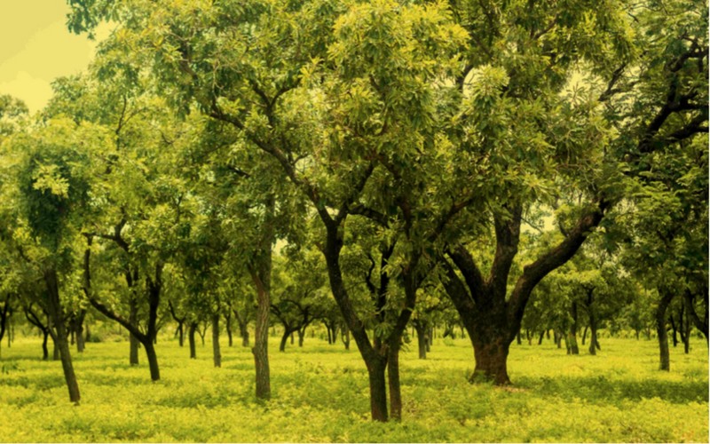 Le GCF s’investit dans la réduction de la déforestation et des émissions de carbone au Ghana
