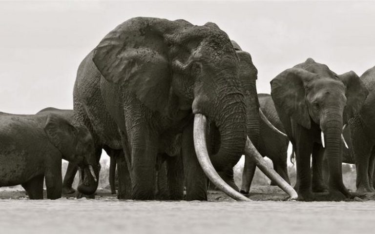 Le Kenya réussit sa politique anti-braconnage et double le nombre d’éléphants en 30 ans