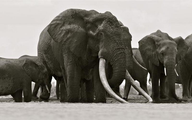 Le Kenya réussit sa politique anti-braconnage et double le nombre d’éléphants en 30 ans