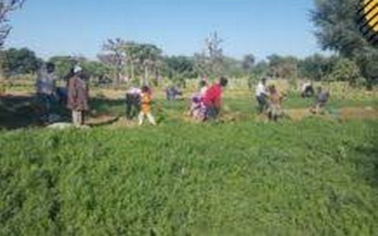 Un nouveau plan quinquennal pour stimuler le secteur agricole lancé au Nigéria