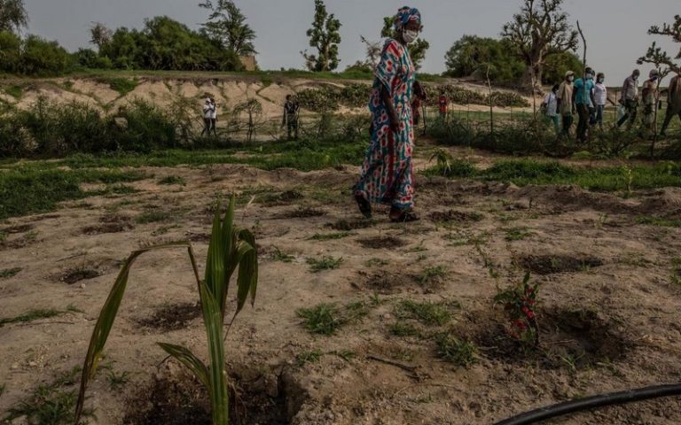 Le Sénégal se tourne vers les forêts nourricières pour lutter contre la déforestation