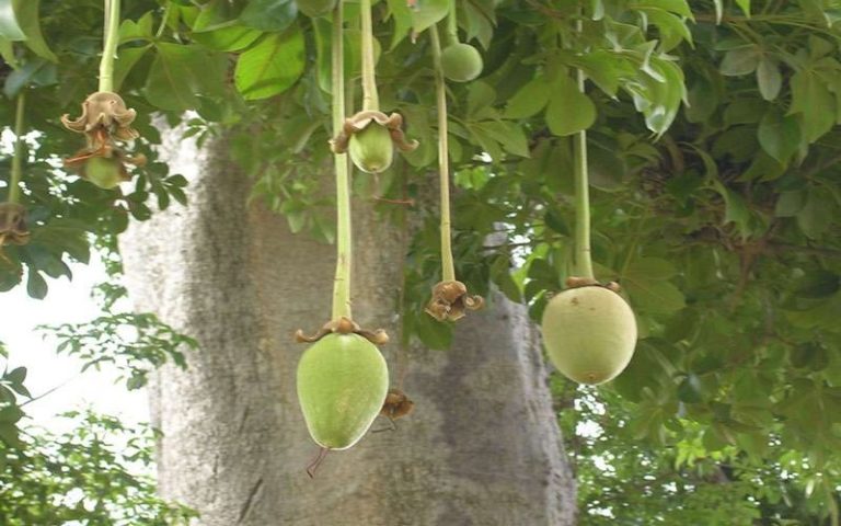 Le choix du baobab dans le cadre de la célébration de la Journée internationale de l’arbre validé