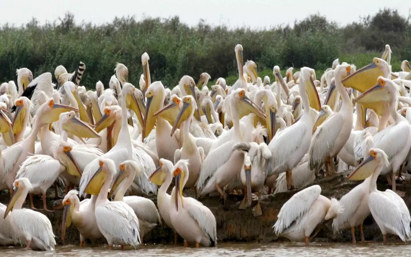 Sénégal : Le Parc du Djoudj, un site de référence pour l’hivernage des oiseaux migrateurs en Afrique