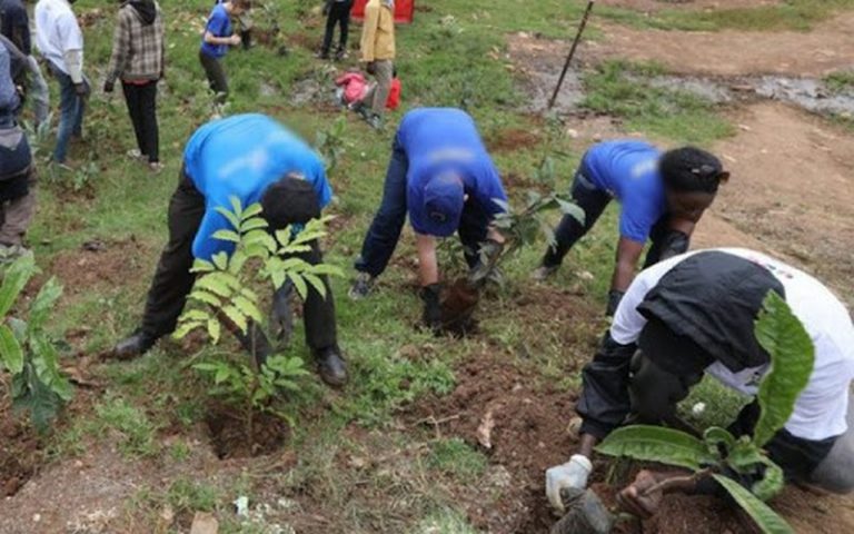 Reboisement, recyclage des déchets, dégradation agricole à la Une de la Presse africaine