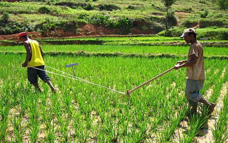 Madagascar : 80 hectares de rizières et d’infrastructures agricoles endommagés par une exploitation d’amazonite