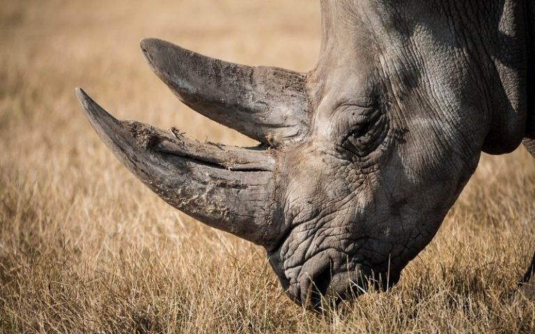 Seuls « 166 rhinocéros abattus au premier semestre 2020 en Afrique du Sud »