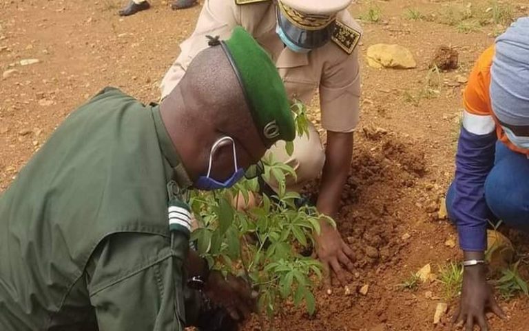 Sénégal – objectifs de reforestation : la région de Matam vise 600 000 plants d’arbres en 2020