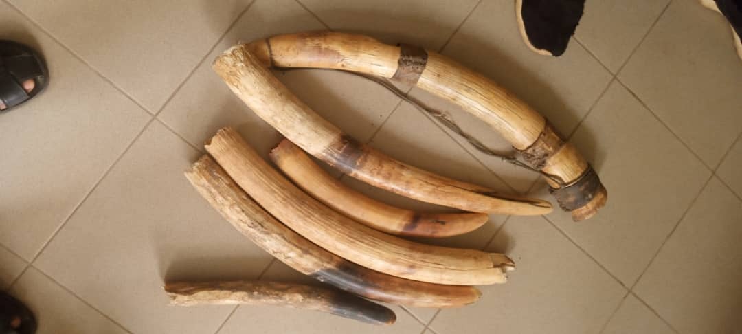 Trafic illégal de l’ivoire au Togo : 4 présumés trafiquants de 6 pointes d’ivoire déférés à la prison civile de Kara