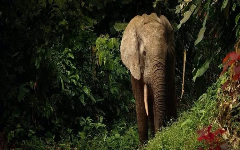 Afrique centrale : voici les forêts les plus importantes pour la conservation