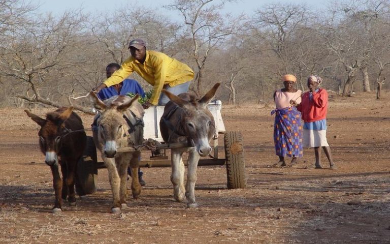 Covid-19 : des conséquences pour la conservation de la faune sauvage en Afrique