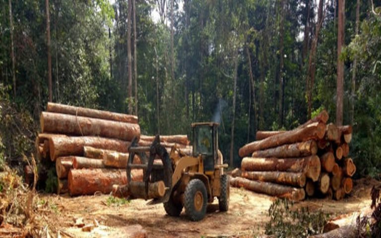 Des forêts communautaires pour un défi de taille en Côte D’Ivoire