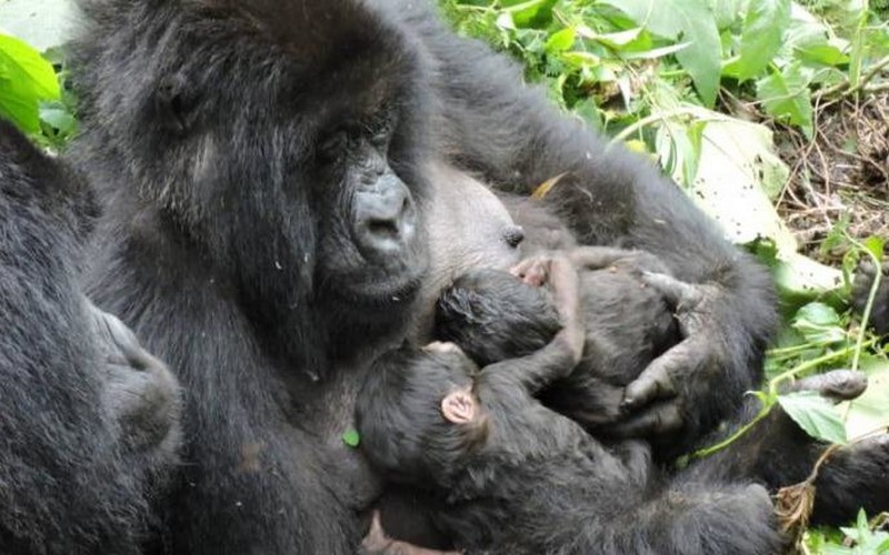 Deux bébés jumeaux gorilles nés dans le parc des Virunga en RDC