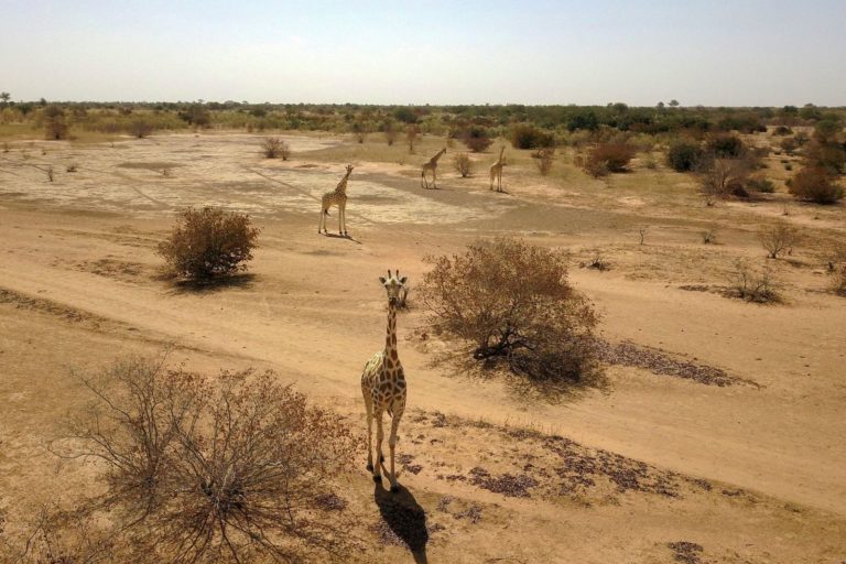 Niger : Après l’assassinat des 6 humanitaires français, une réserve de girafes menacée