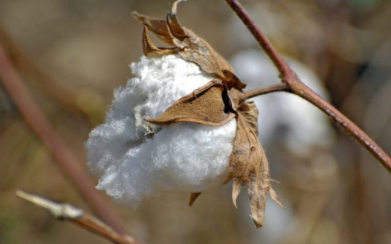 Hausse envisagée de la production de coton et de céréales au Bénin pour la campagne agricole en cours