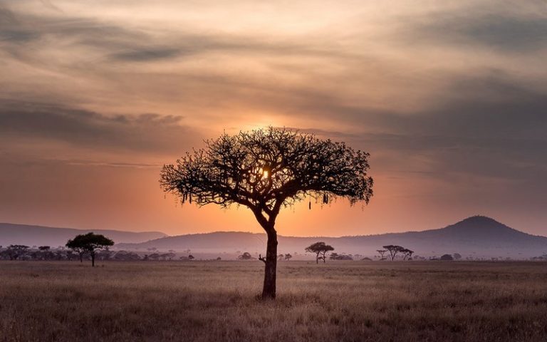 L’Afrique pourra-t-elle concilier croissance et enjeux sociaux et écologiques ?