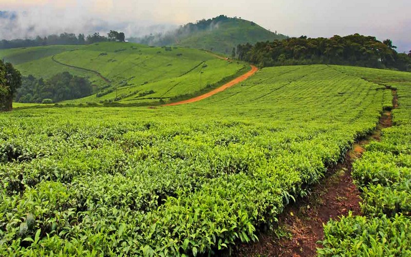 La BAD partenaire de 1er plan du 10ème Forum annuel sur la révolution verte en Afrique
