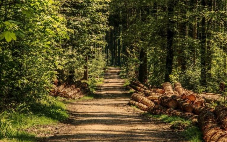 La FAO met en exergue les chiffres de la déforestation dans le nouveau rapport de l’ONU