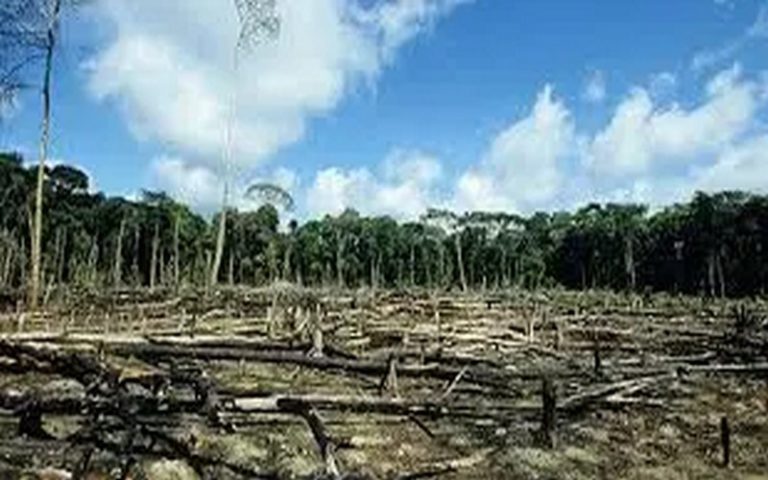 La déforestation est un choix politique, mais pas un objectif