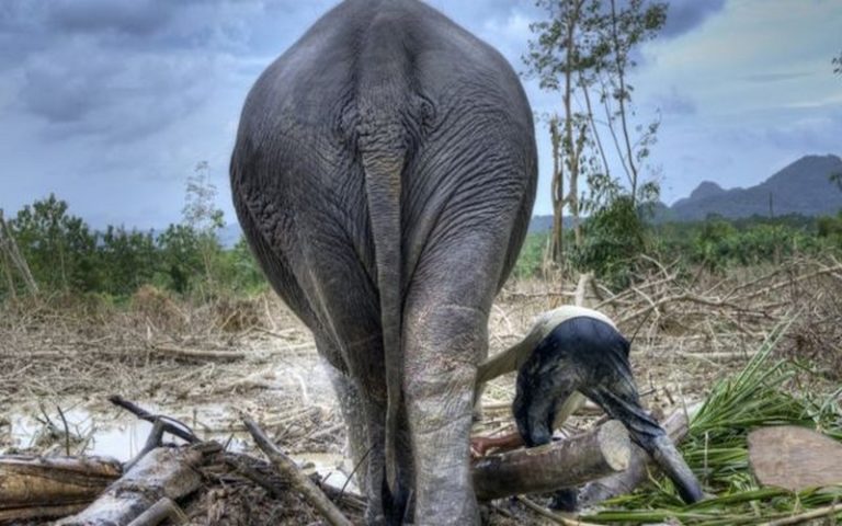 La faune sauvage en « déclin catastrophique » en raison de l’action humaine