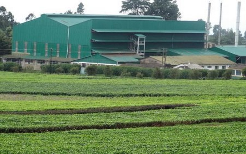 Le Kenya envisage installer sa 1ère usine de transformation de thé de spécialité à Kirinyaga