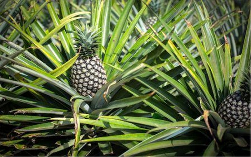 Le Bénin promet de digitaliser la filière ananas