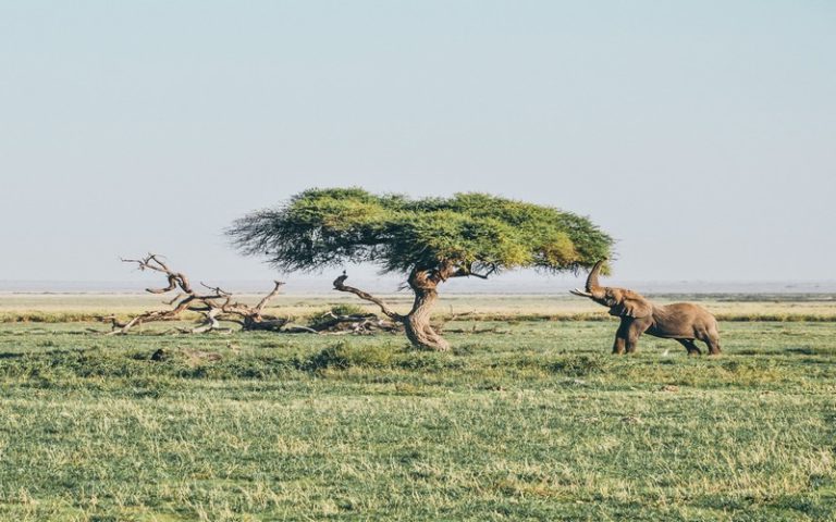 Les forêts tropicales d’Afrique de plus en plus menacées, aux oubliettes
