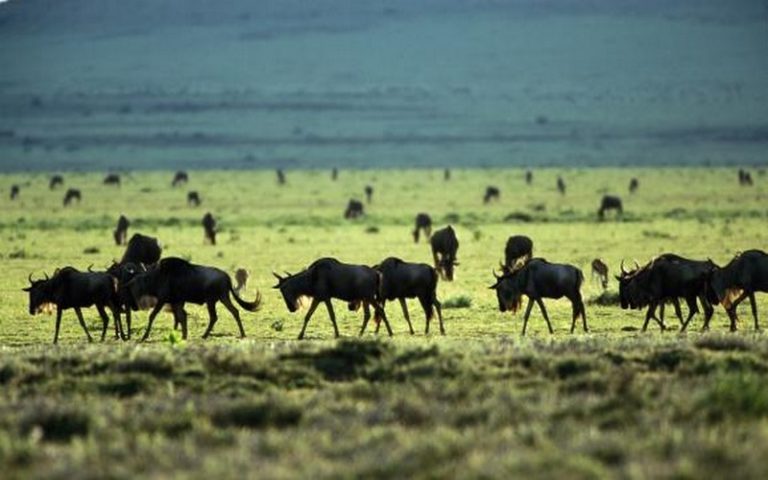 Les parcs naturels africains au cœur d&rsquo;un « colonialisme vert », selon un historien
