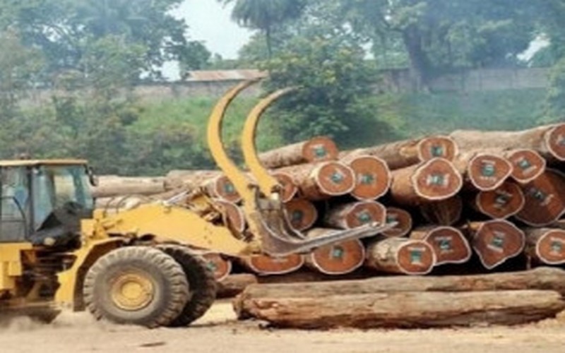 Open Timber Portal, plateforme web de transparence forestière : Cameroun, 2ème pays le plus actif au monde