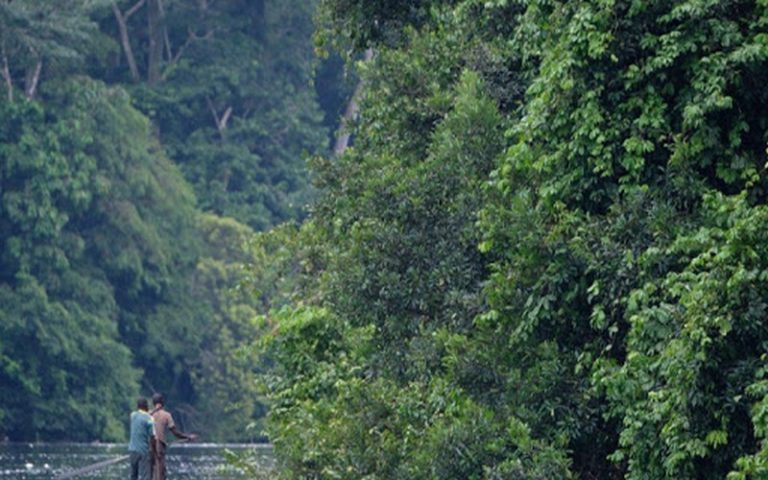 RDC – états généraux de la forêt : la pression monte dans les états-majors