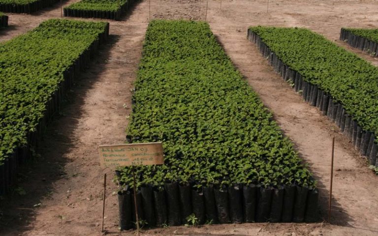 Reboisement : soutenu par l&rsquo;ONCAV, le ministre Sénégalais de l’environnement invite à démultiplier les pépinières privées
