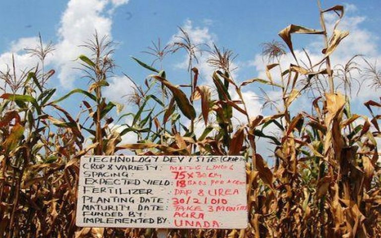 Timothy Wise : « l’Alliance pour une révolution verte en Afrique essaie d’imposer des technologies agricoles inappropriées »