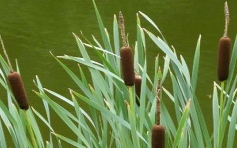 Typha Combustible pour assurer la substitution au charbon de bois
